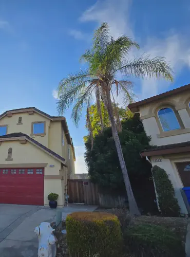 Elevation Exterior Painting